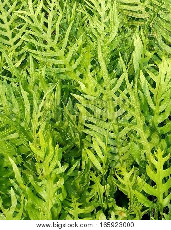Background Pattern Horizontal of Polypodium Diversifolium Leaves Textured or Green Bush Background.