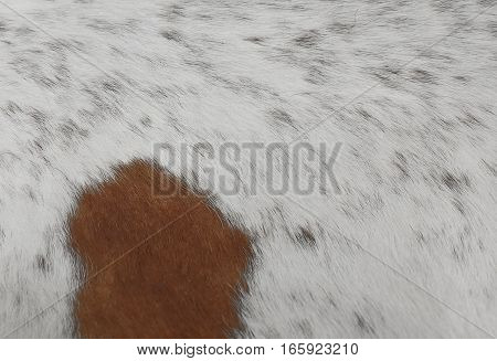Fabric Textile Close Up of Brown and White Cowhide or Fragment of Skin A Cow Texture Background.