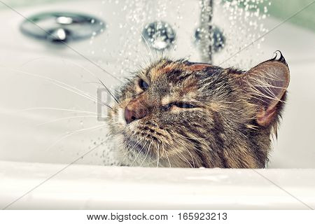 Wet cat in the bath. Funny cat