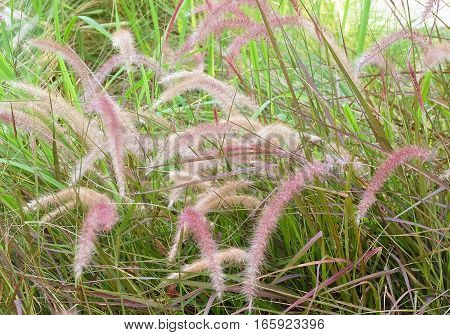 Feather Pennisetum or Mission Grass with Flower in The Garden for Home and Building Decoration.