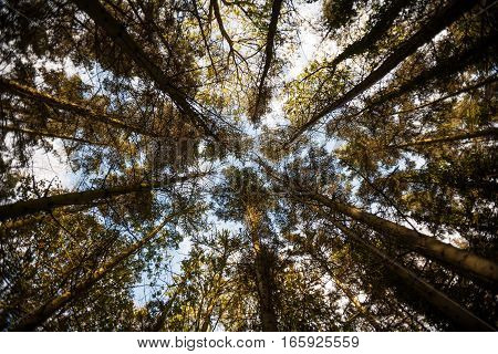 A densely wooded forest with a converging perspective of trees set against a blue sky.