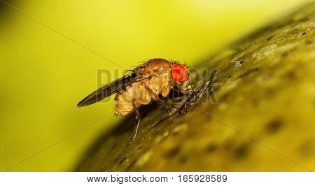 A close-up image of a fruit fly on a ripe mango fruit