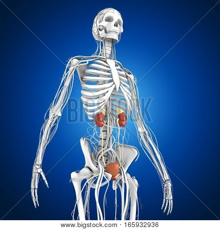 The kidneys are located in the abdominal cavity, more specifically in the paravertebral gutter and lie in a retroperitoneal position at a slightly oblique angle.