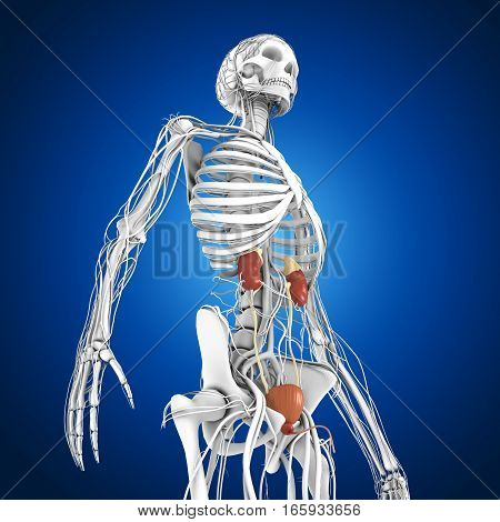 The kidneys are located in the abdominal cavity, more specifically in the paravertebral gutter and lie in a retroperitoneal position at a slightly oblique angle.