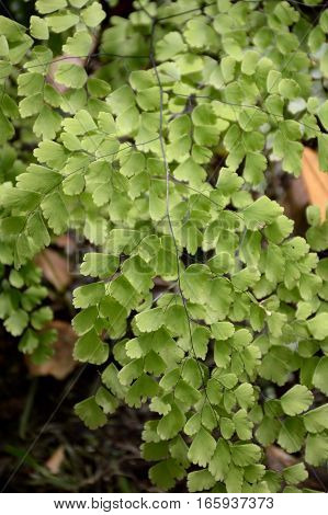 fresh green caryota mitis plant in nature garden