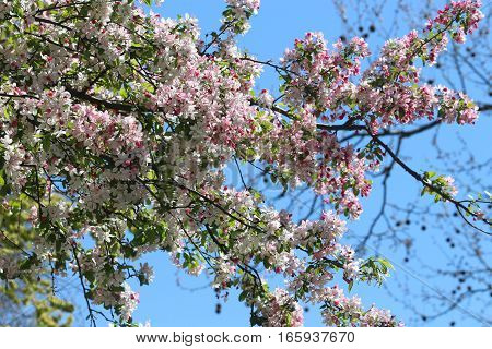 Bunch of cherry flowers blossoming in spring