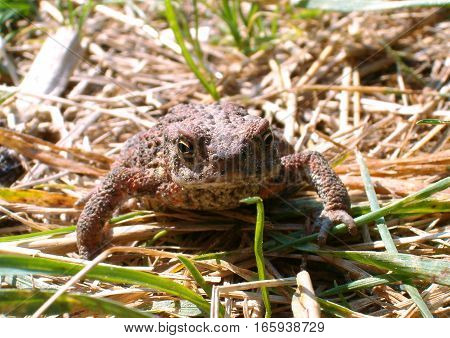 Picture of a brown toad sitting in the grass