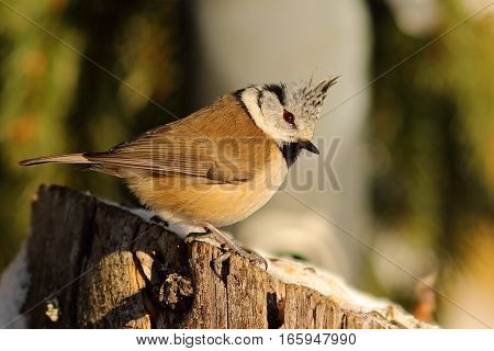crested european tit standing on wooden stump ( Lophophanes cristatus )