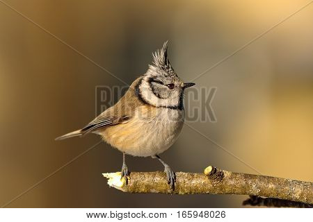 european crested tit in the garden in winter perched on twig near the feeder ( Lophophanes cristatus )