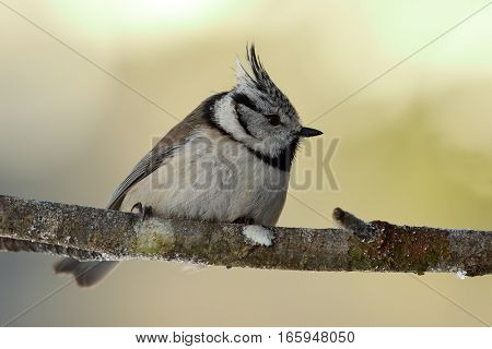 cute european crested tit perched on twig in the garden ( Lophophanes cristatus )