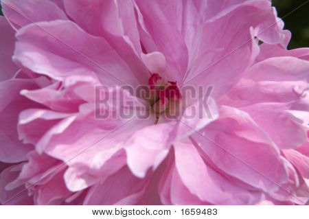 Růžová Pivoňka (Paeonia) v květu