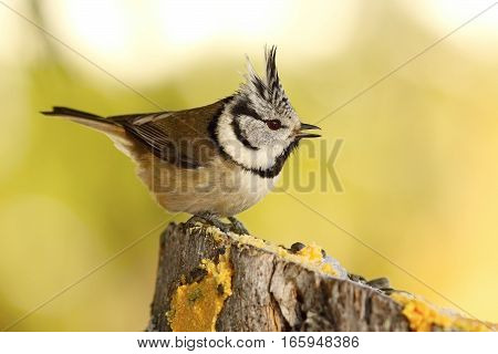 funny crested tit at garden bird feeder came for lard and seeds ( Lophophanes cristatus )
