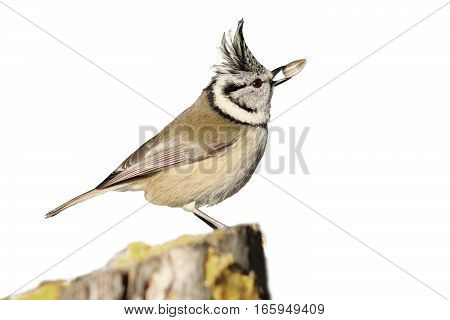 crested tit eating seed ( Lophophanes cristatus ) isolation over white background