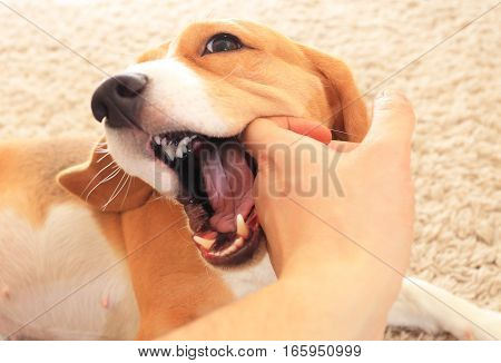 Funny puppy biting hand. Beagle play with hand on carpet. Open dog mouth close-up.