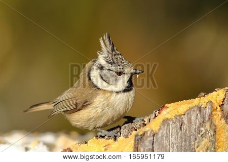 tiny european crested tit at lard feeder ( Lophophanes cristatus ).; in winter season garden birds are eating lard if you out it outside