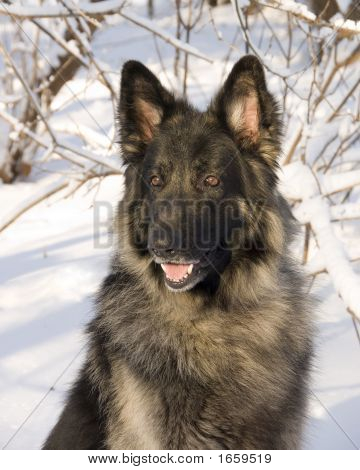 Shiloh Shepherd 