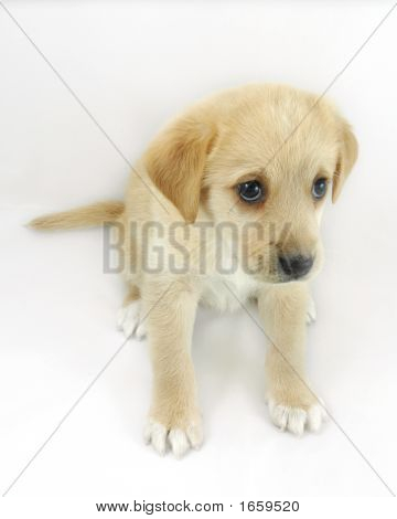 Cucciolo d'oro