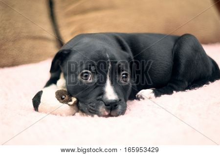 Sleepy young puppy dog lying on pink blanket with his toy and going to sleep. Staffordshire terrier