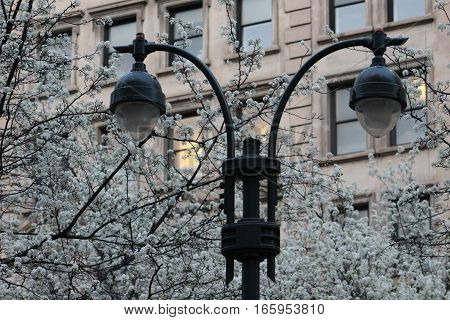 Tower lamps in the street having flowers in background