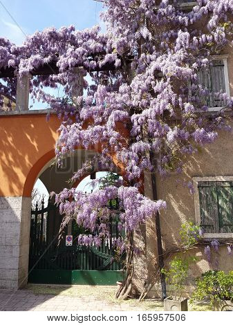 plant with wisteria flowers in Cisano - Garda lake