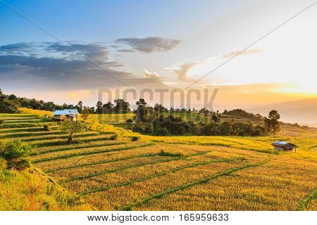 Terraced Rice Field In The Evening