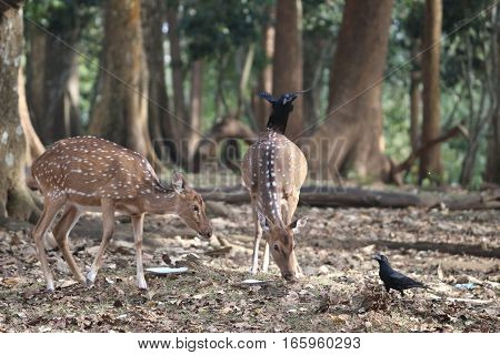 Anxious deer and authoritative deer looking for their food