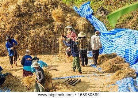 Manual Rice Threshing