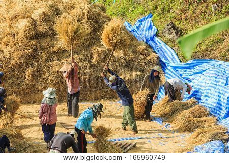 Manual Rice Threshing