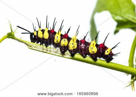 Leopard Lacewing Caterpillar