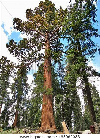 Giant sequoia trees in Sequoia National Park - California