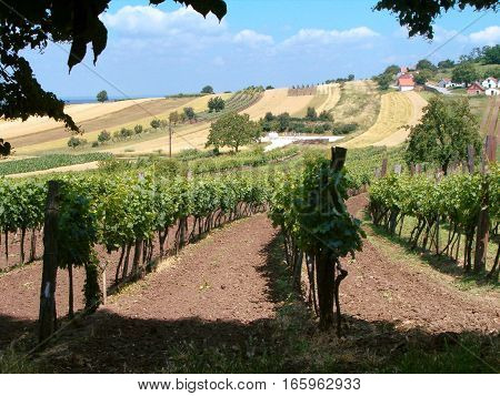 Picture of a vineyard on a bright sunny day