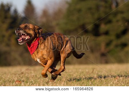 Happy Pet Dog Running With Bandana