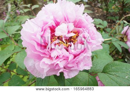 Close-Up of pink flower with green background