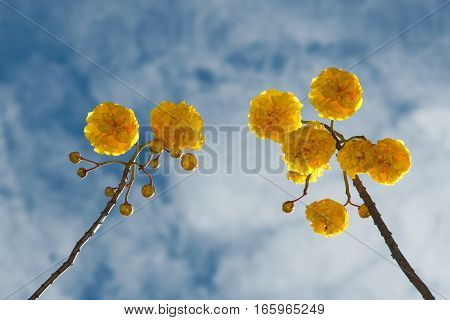 Yellow Silk Cotton flower at tropical garden in Thailand.
