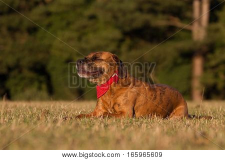 Happy Pet Dog Laying Down Smiling With Bandana