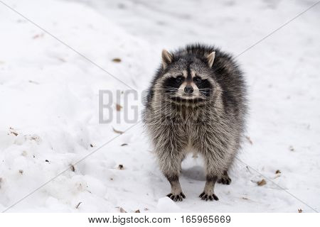 One fluffy raccoon walks on the white snow in winter frosty day