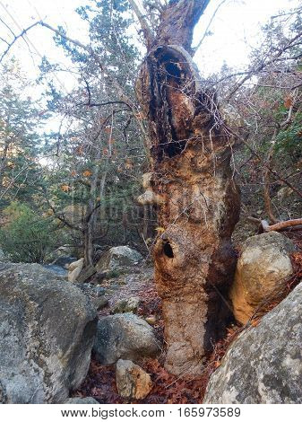 Avakas Gorge In Western Cyprus