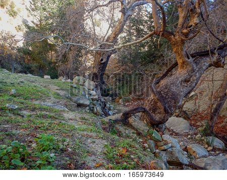 Avakas Gorge In Western Cyprus