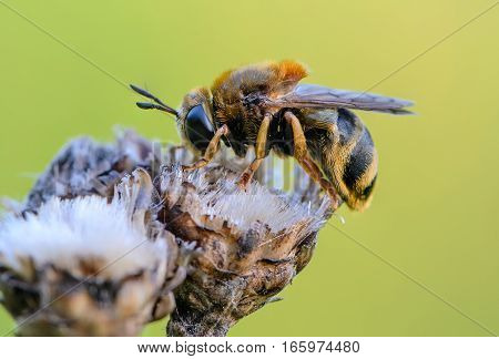 Wild bee sleeping on the buds of dried plants