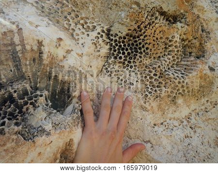 Fosil Sea Plant Printed In A Limestone