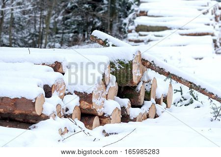Felled wood under snow.  Wood for the fireplace or wood products. Left for the winter in the snow.