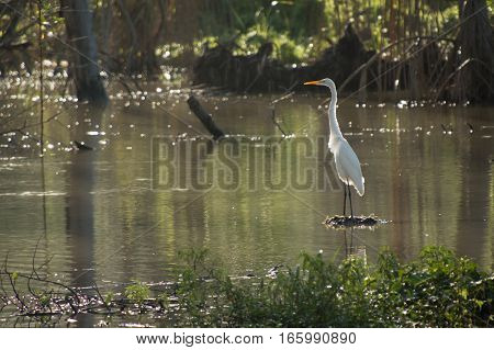 A white heron stands upright with neck straight on a piece of wood in a pond reflecting the green colors all around it. Early morning sun is behind it and illuminates its orange beak and white feathers from behind.