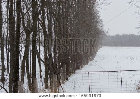 Background image of deciduous trees with no leaves in winter along the fenceline of a field with snow on the ground and an old wire gate.