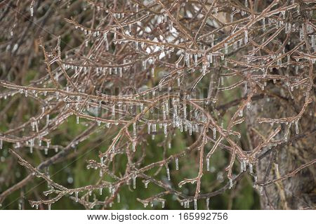 Tree branches hanging with icicles hanging after a freezing rain ice storm. Green background