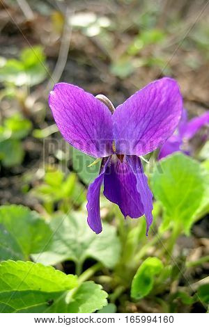 Petals violet flower and green leaves macro