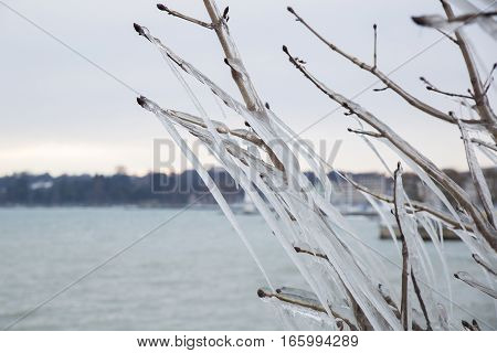 Forzen trees in Geneva after a winter storm.