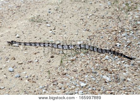 Canebrake Rattlesnake