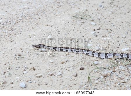 Canebrake Rattlesnake