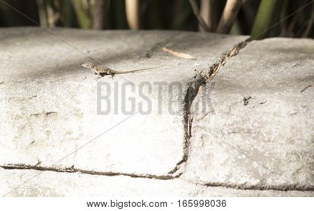 Eastern Fence Lizard