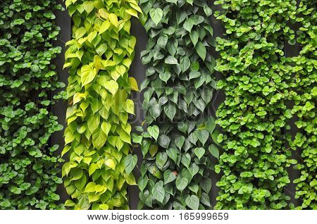 Close-up shot of a Green Wall variation